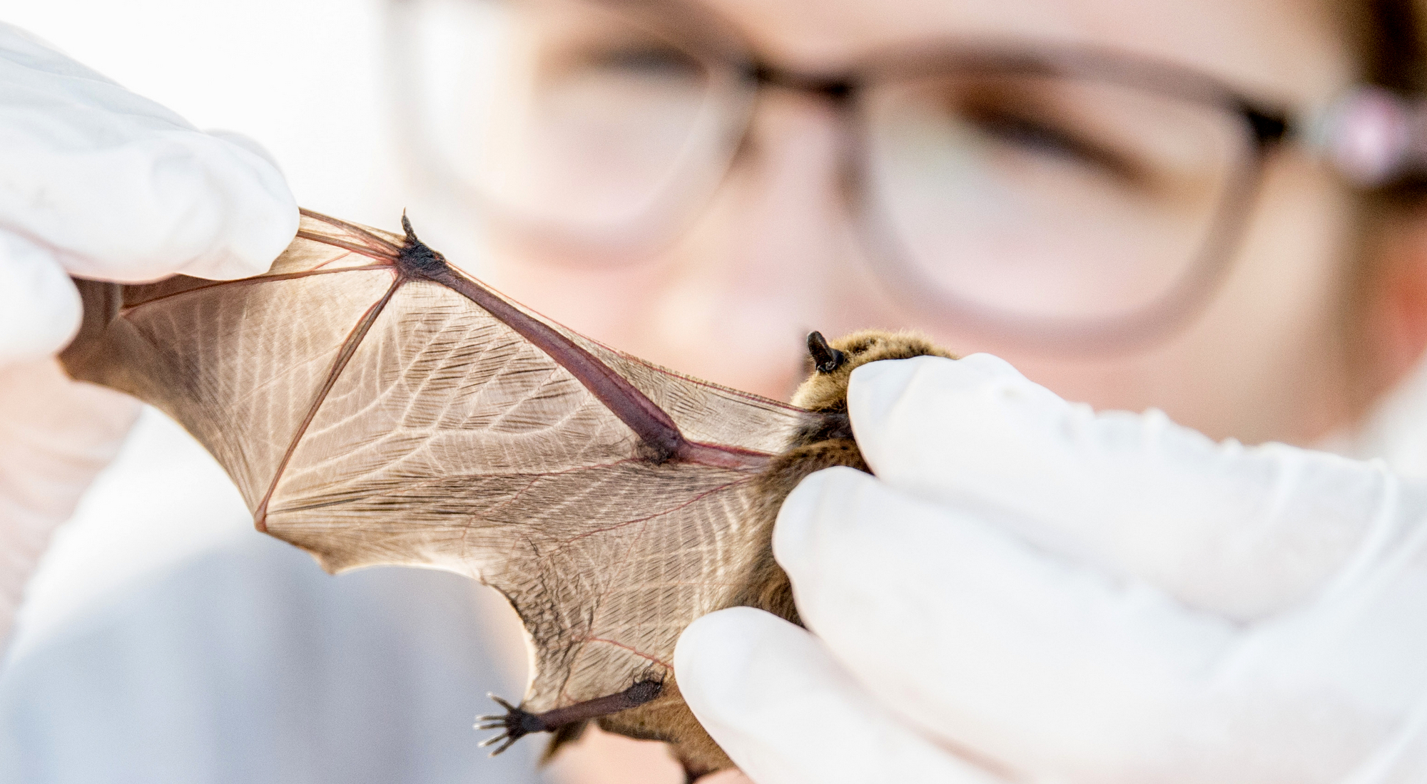 detailný záber na človeka prezerajúceho natiahnuté netopierie krídlo