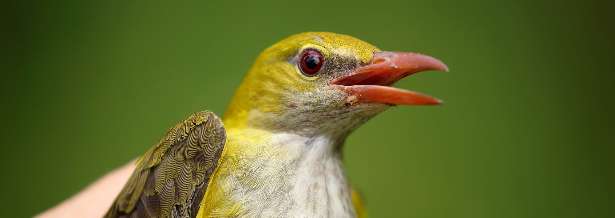 žltý vták s červeným zobákom na zelenom pozadí